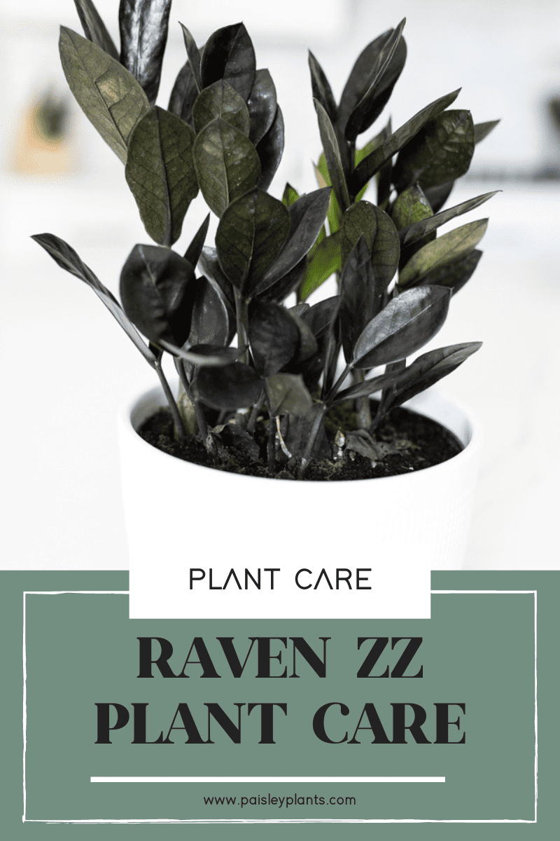 Raven zz plant care