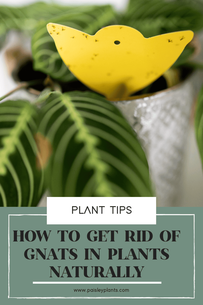 How to Get Rid of Gnats in Plants Naturally - 11 Tips
