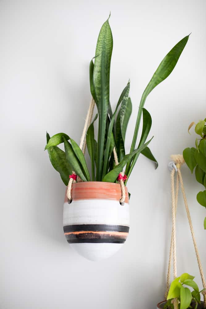 hanging snake plant