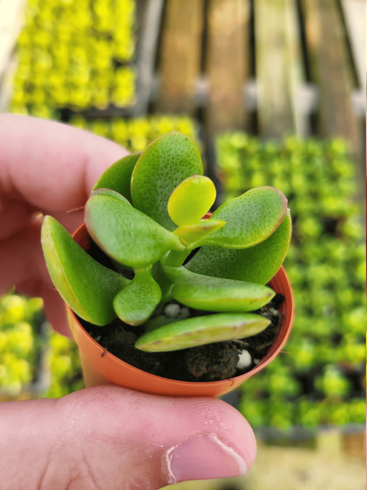 Crassula Ovata minima miniature Jade