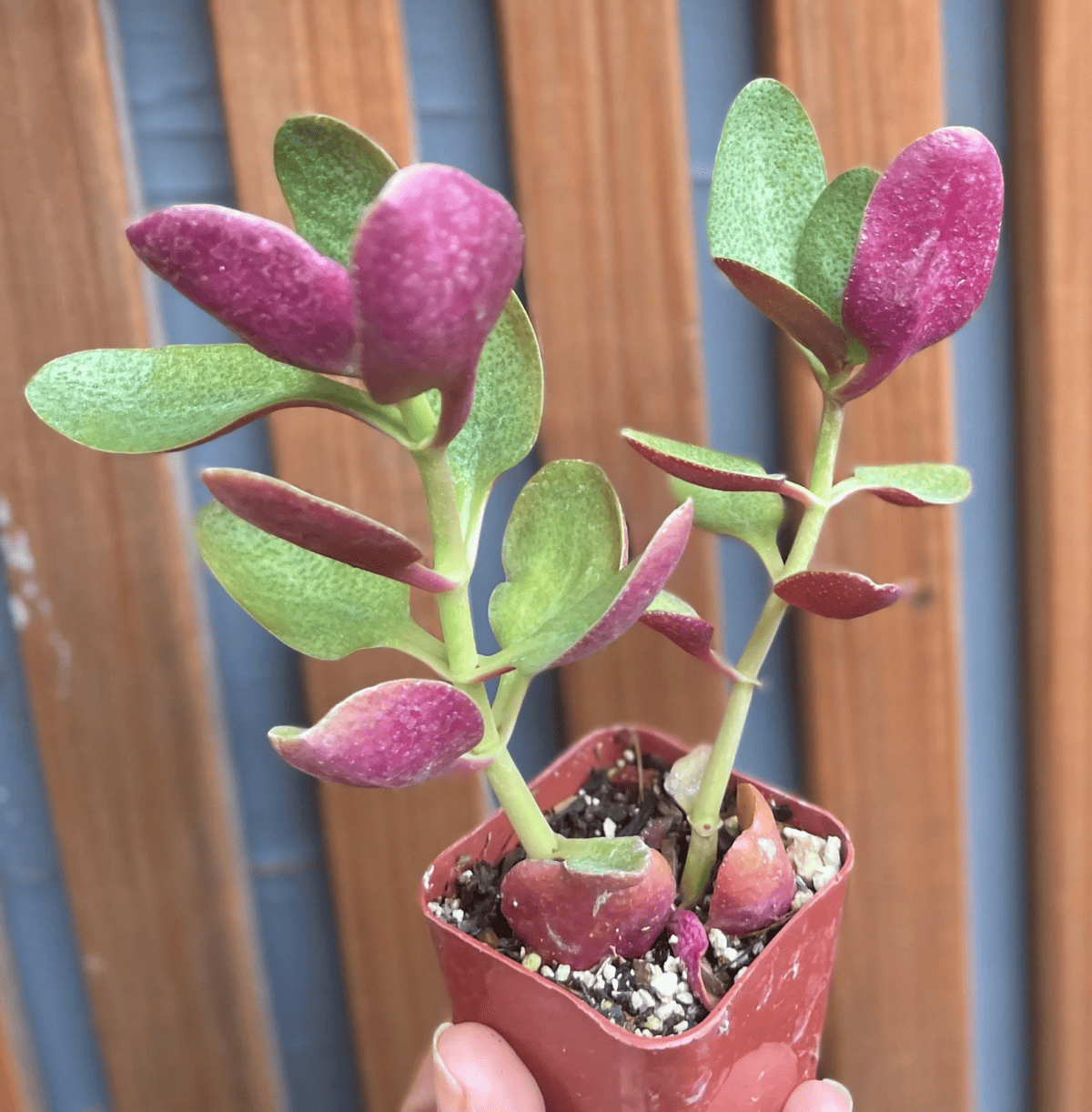 Crassula Multicava (Fairy Crassula)