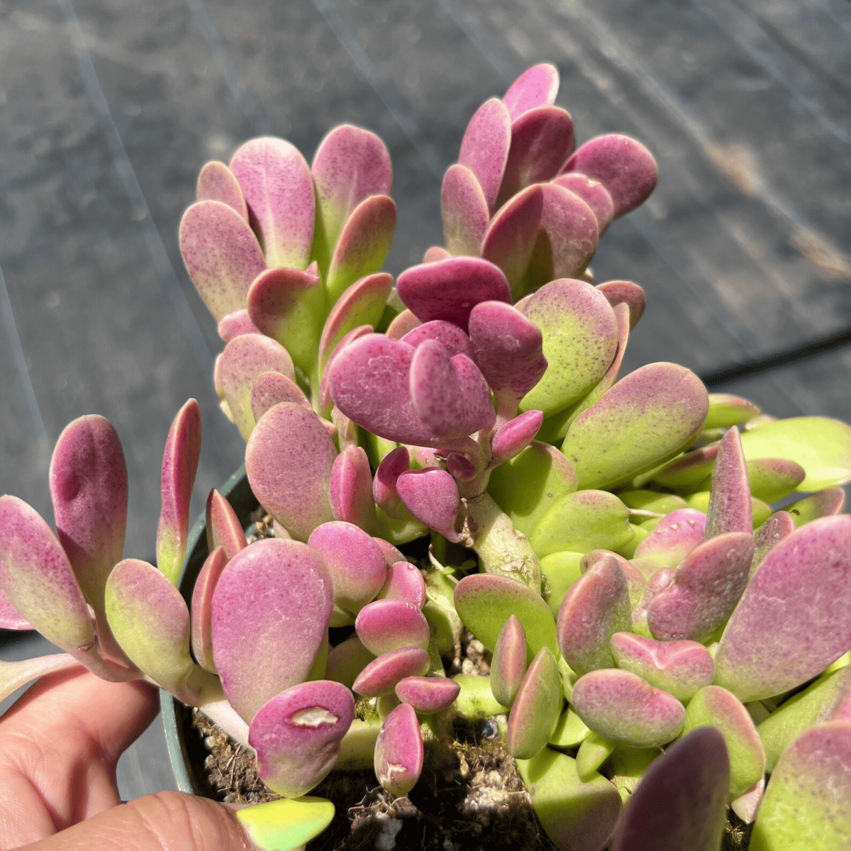 Crassula Sarmentosa (Trailing Jade)