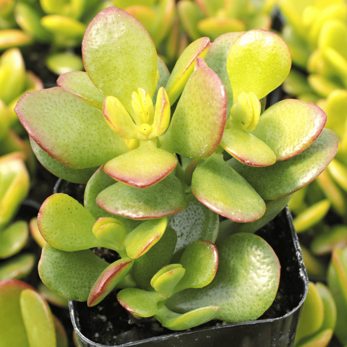 baby jade crassula Ovata Crosbys Compact Jade Cuttings Etsy