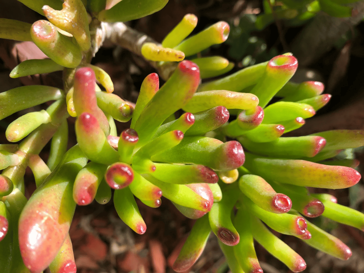 Crassula Ovata 'Skinny Fingers', Coral Jade