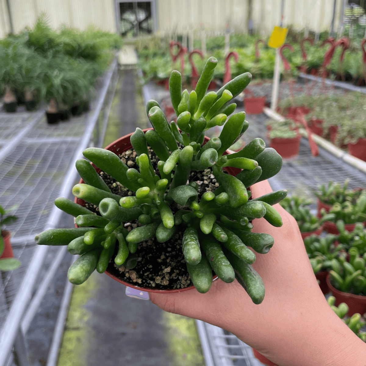 Crassula Ovata ‘Hobbit’ (Hobbit Jade)