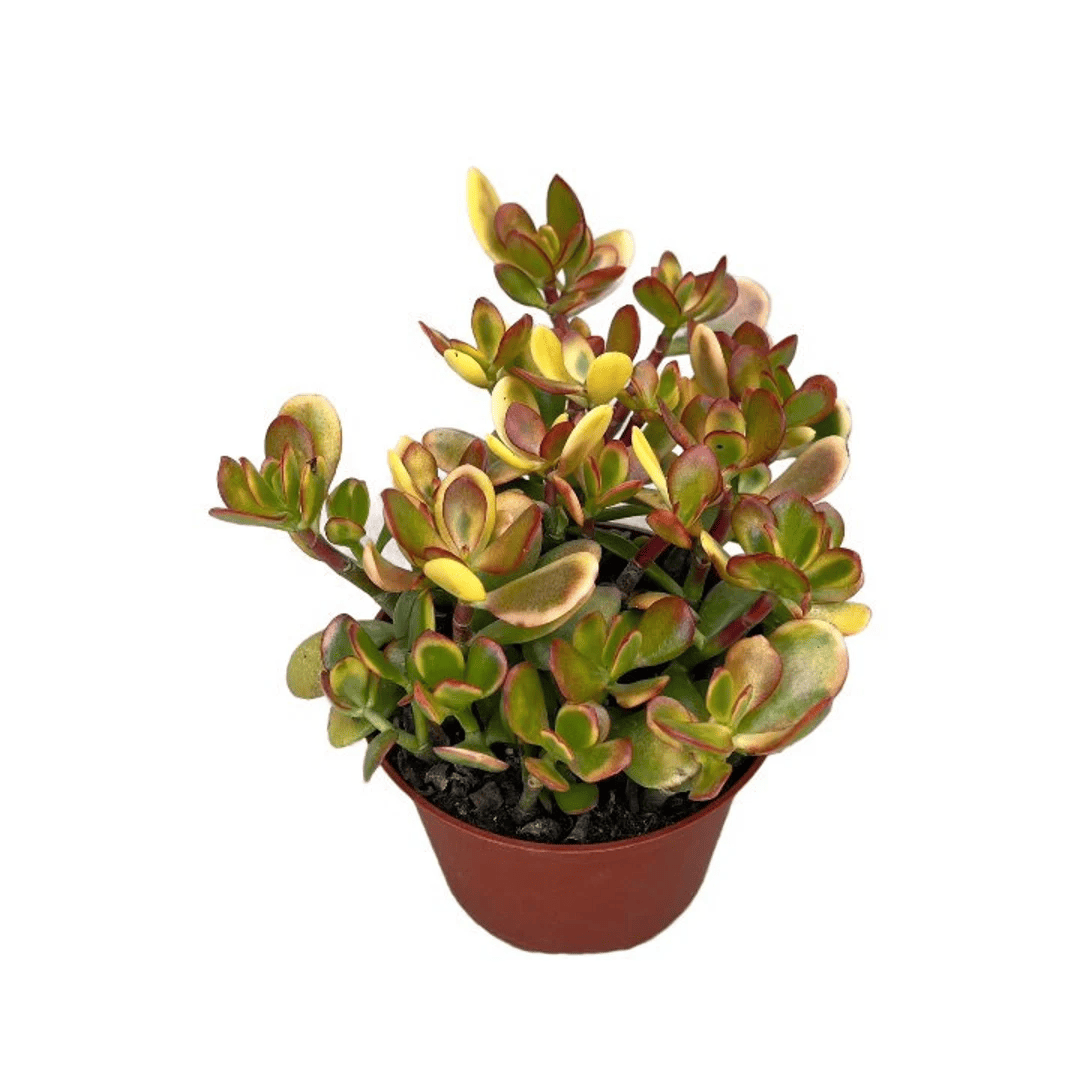 Crassula Ovata ‘Hummel’s Sunset’ (Hummel’s Sunset Jade)