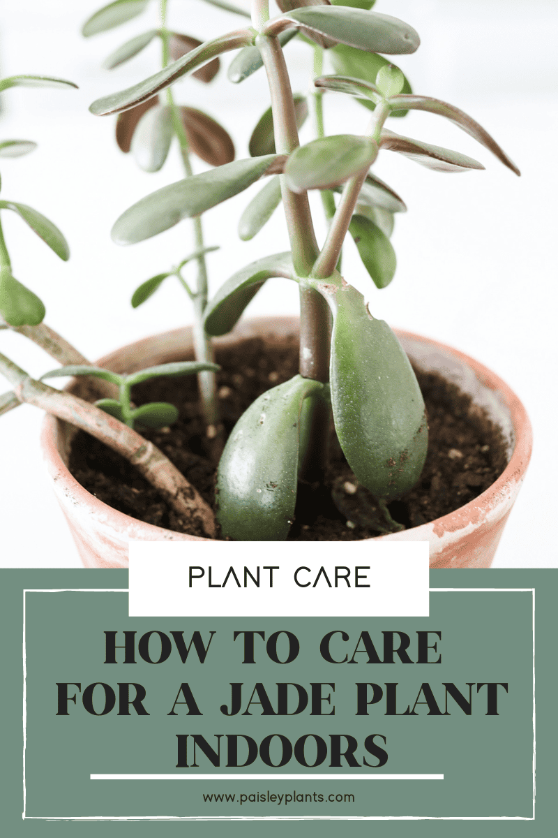 HOW TO CARE FOR A JADE PLANT INDOORS