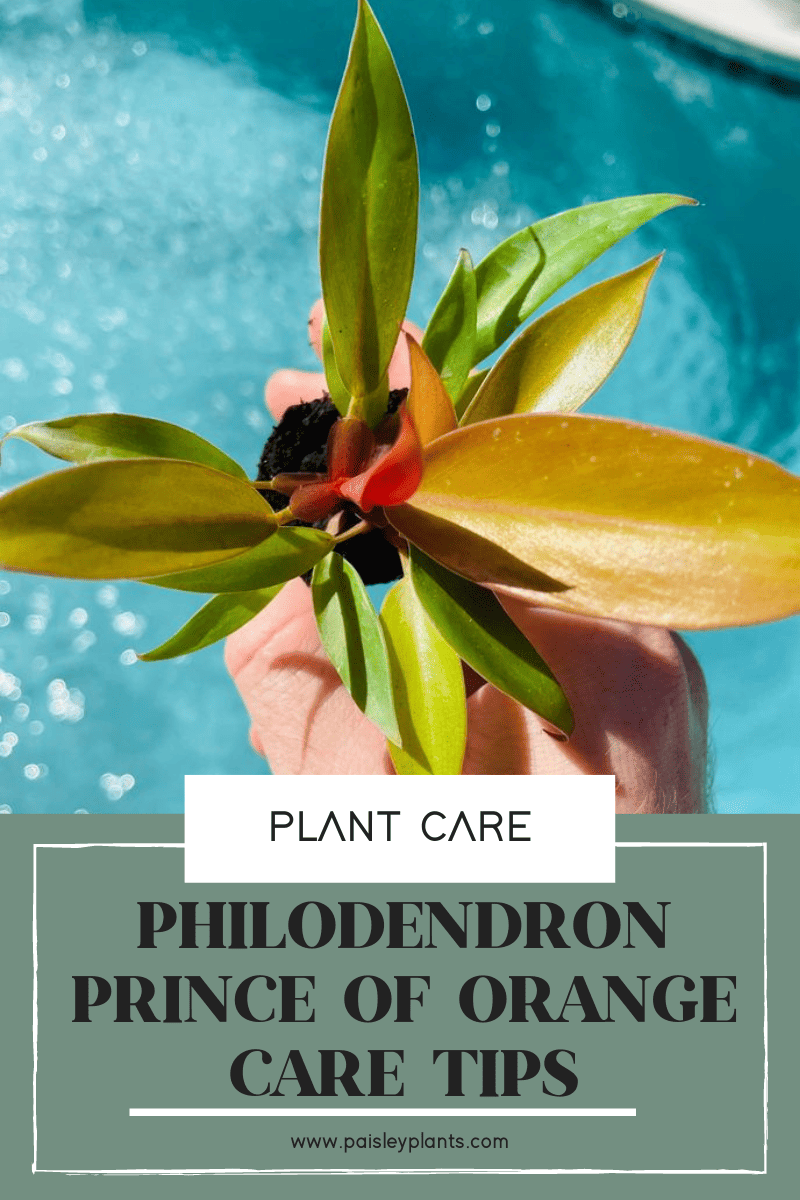 philodendron prince of orange care tips