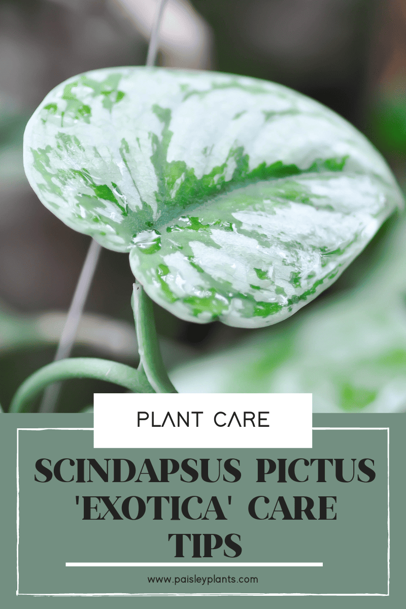 Scindapsus Pictus 'Exotica' Care