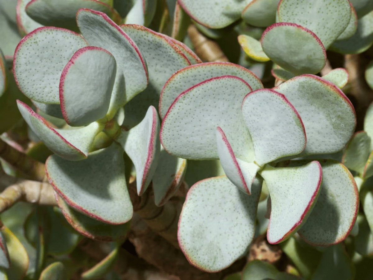 silver dollar jade