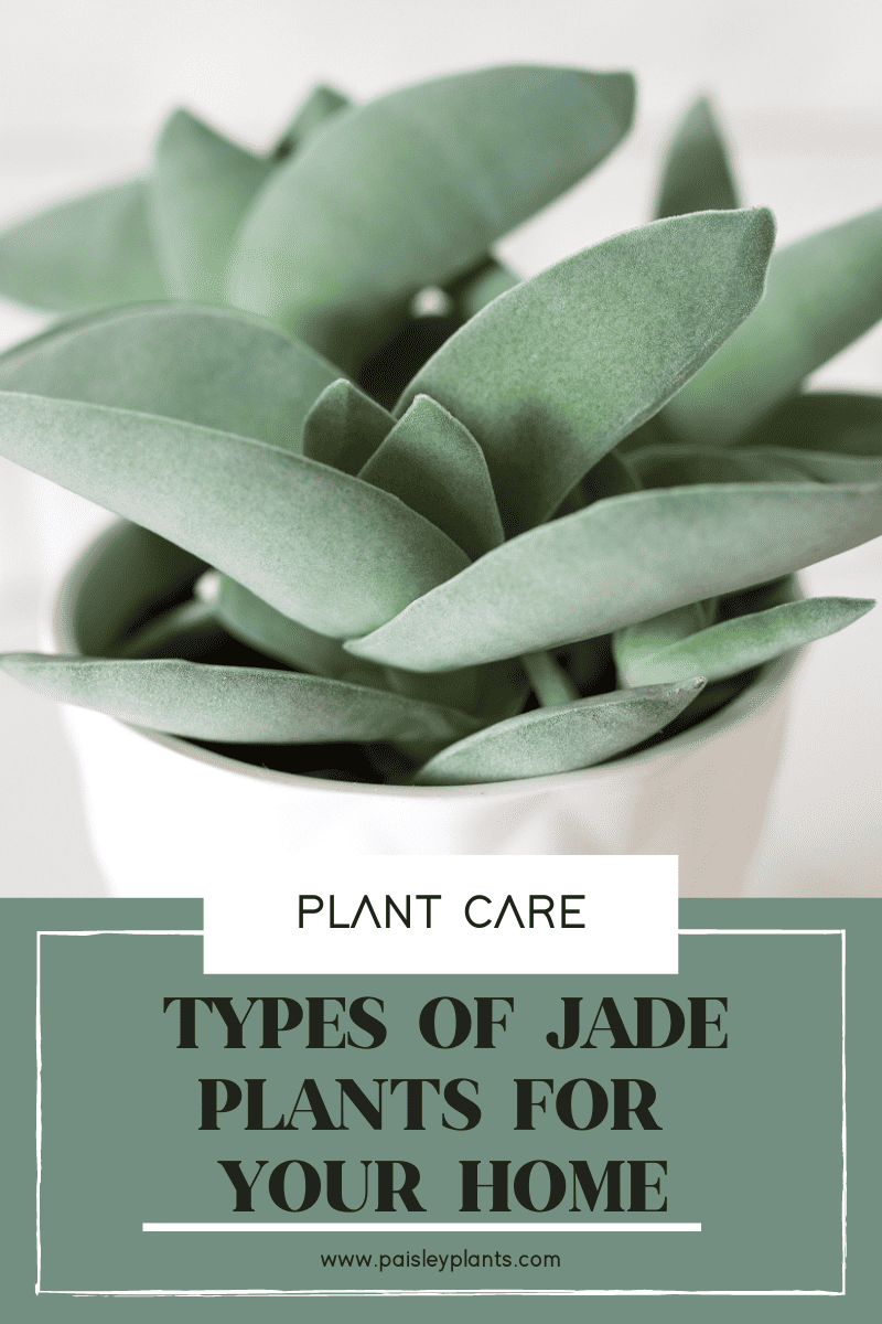 Different Types of Jade Plants