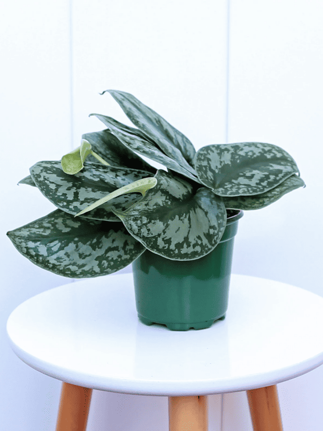 cropped-Silver-Satin-Exotica-Scindapsus-Pictus-LIVE-Indoor-Plant-in-Etsy-2.png