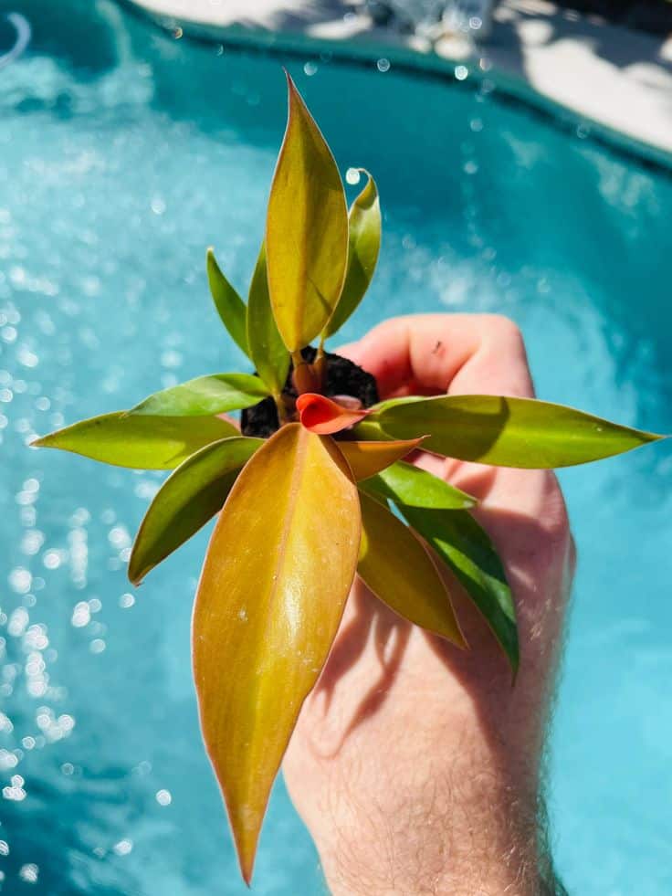 person holding a philodendron prince of orange