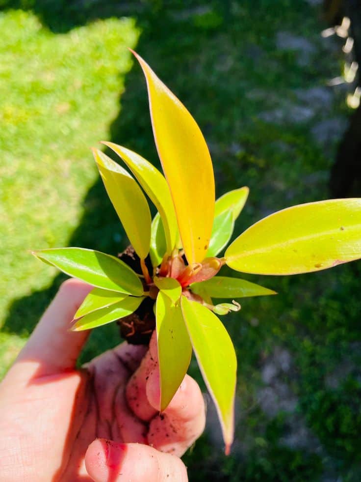 philodendron prince of orange