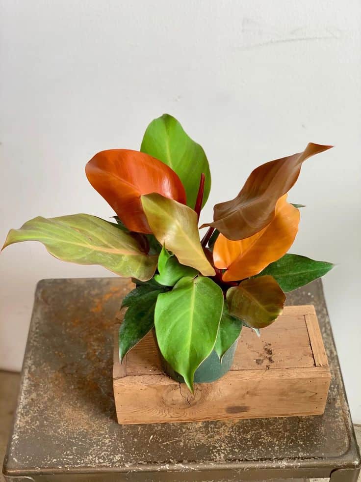 potted philodendron prince of orange sitting on wooden box