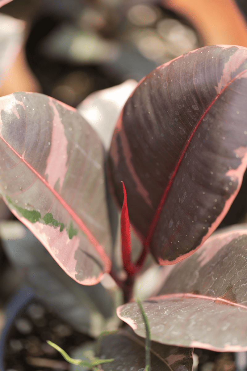ruby rubber plant leaves