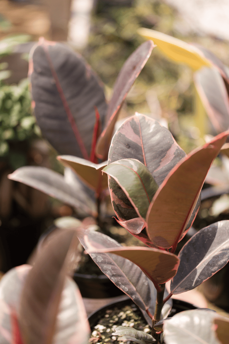 ruby rubber plant leaves