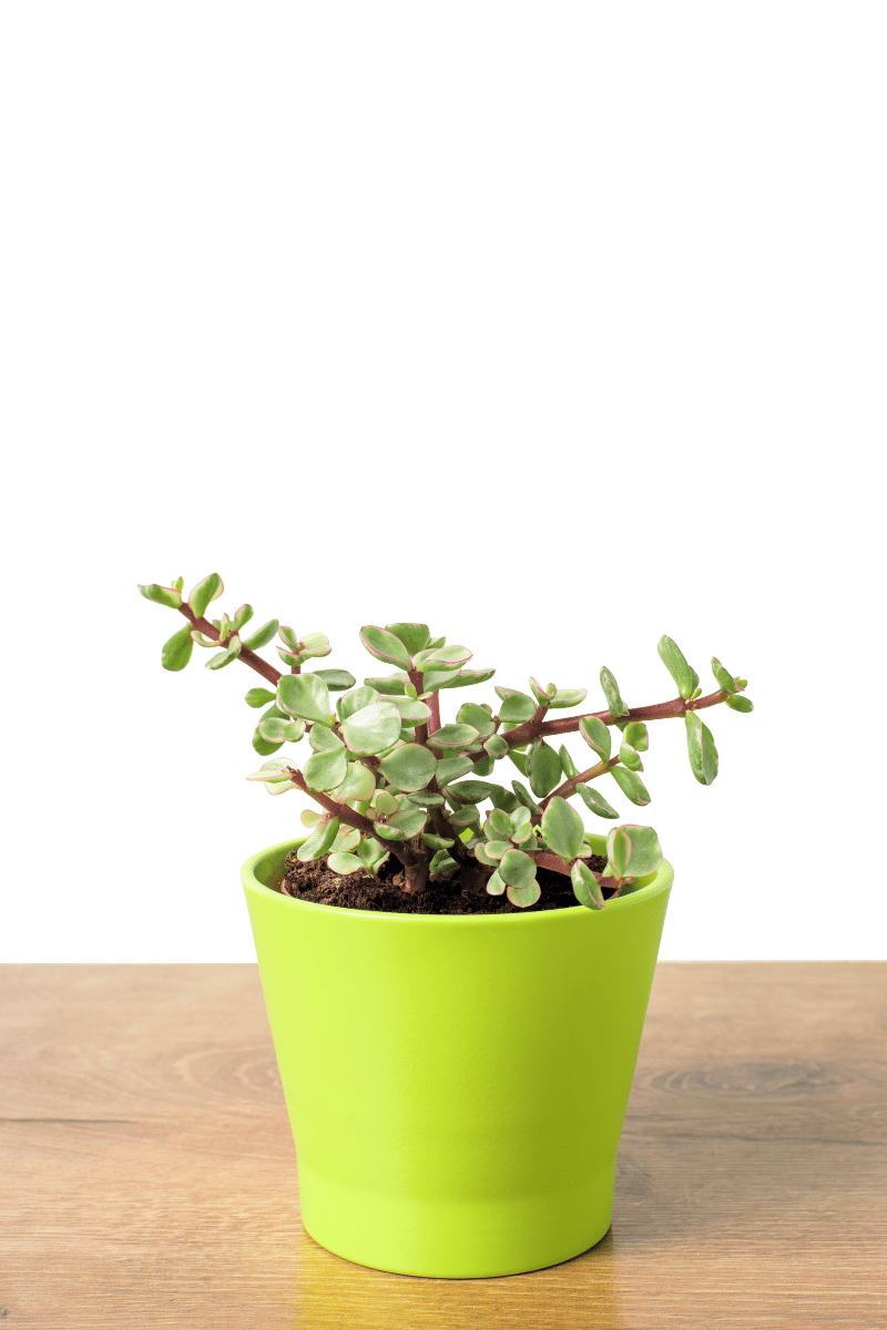 elephant bush plant in yellow pot