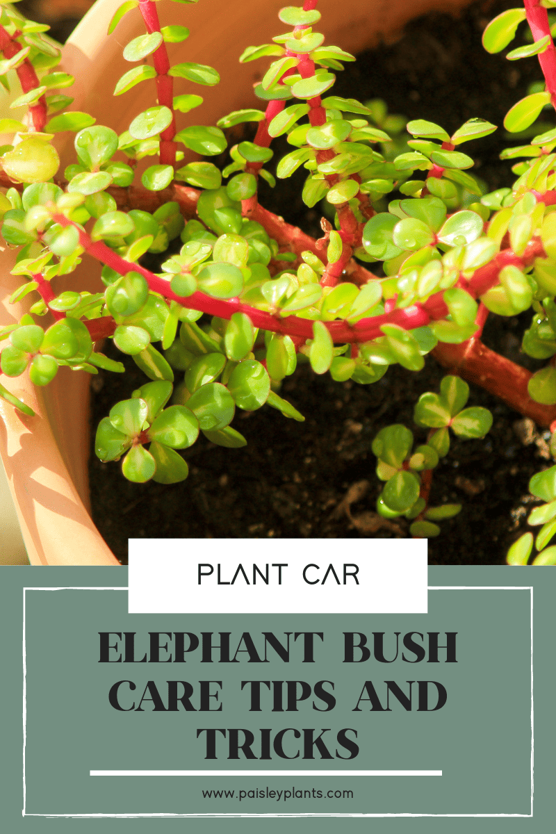 elephant bush care