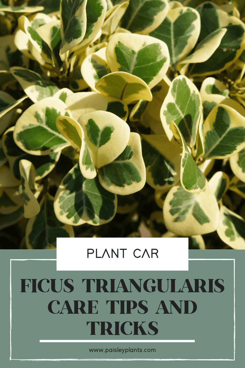 Ficus Triangularis care