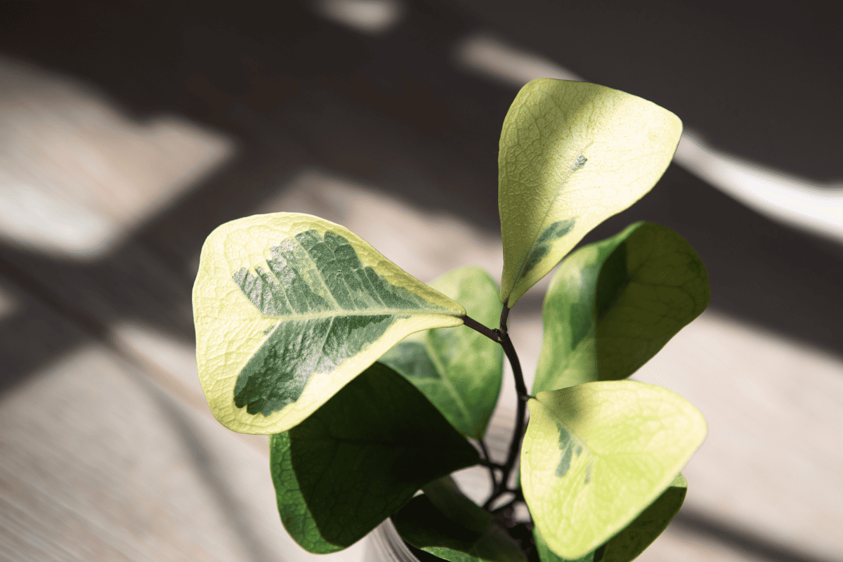 ficus Triangularis