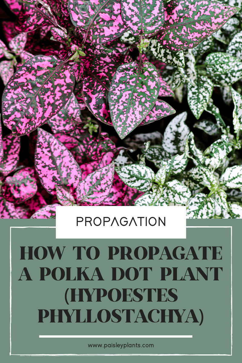How to Propagate a Polka Dot Plant 3 Different Ways