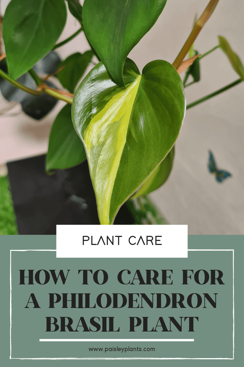 philodendron brasil care