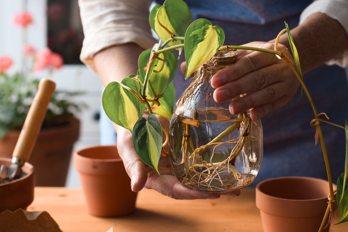 philodendron basil propagation