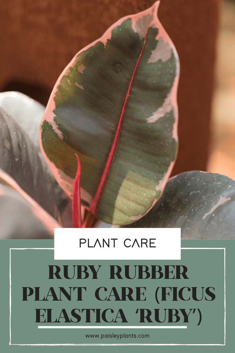 ruby rubber plant care