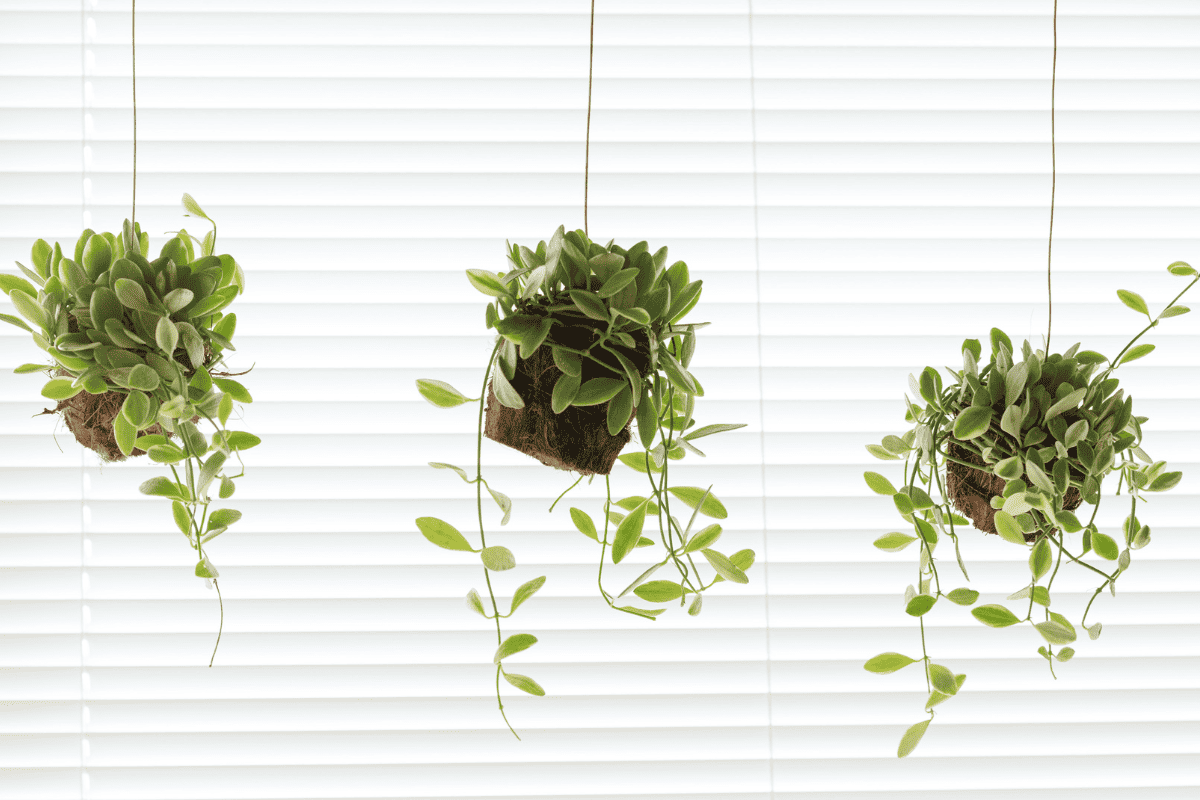 Dischidia nummularia hanging succulent