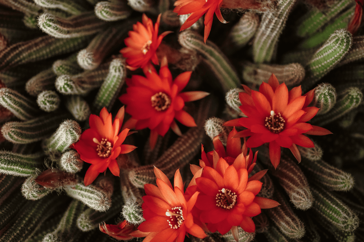 Peanut Cactus (Echinopsis Chamaecereus)