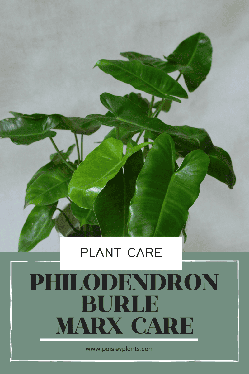 Philodendron Burle Marx care