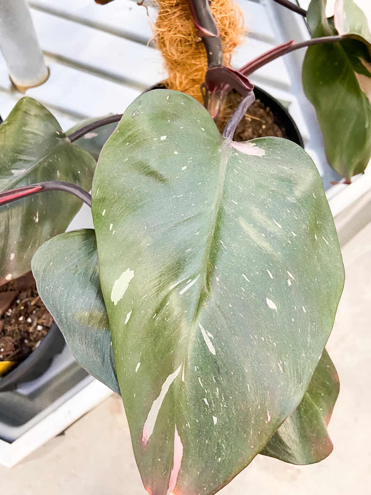 Philodendron Pink Princess