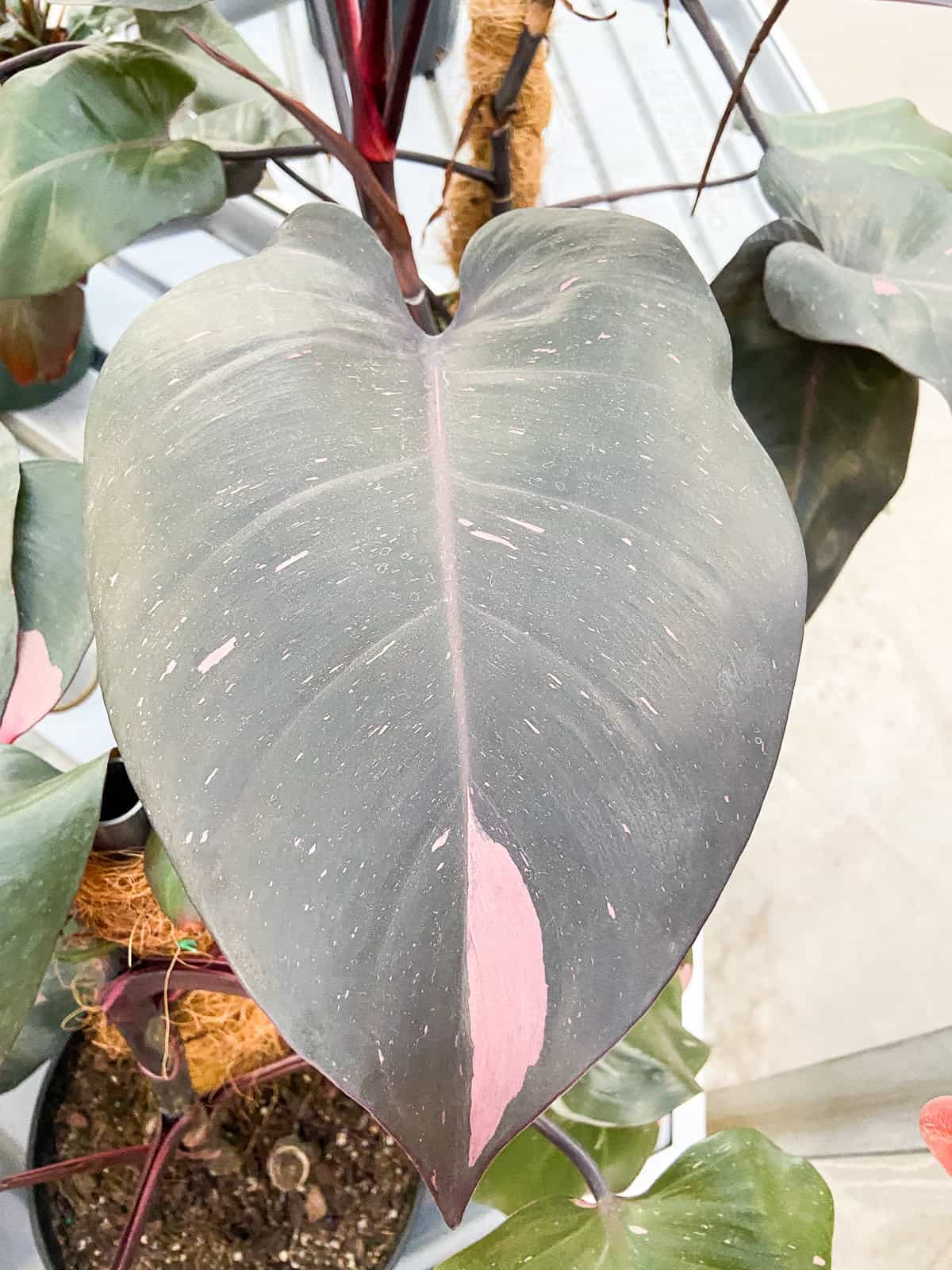 Philodendron Pink Princess