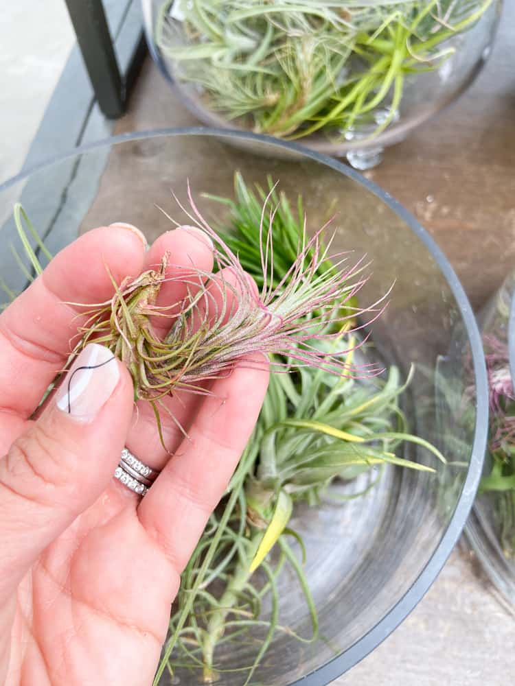 air plant