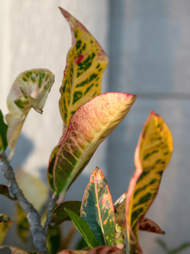 cropped-croton-plant-care-1.png