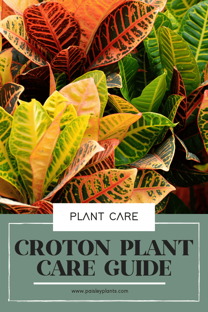 croton plant care
