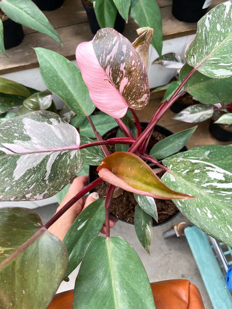 Philodendron Pink Princess