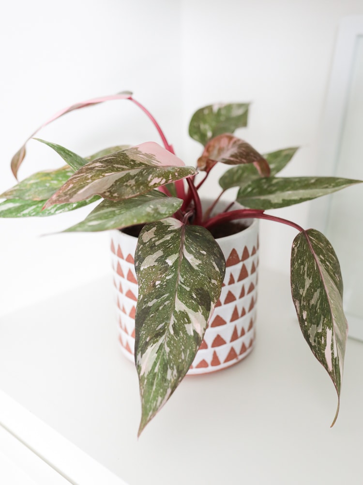 Philodendron Pink Princess in terracotta pot