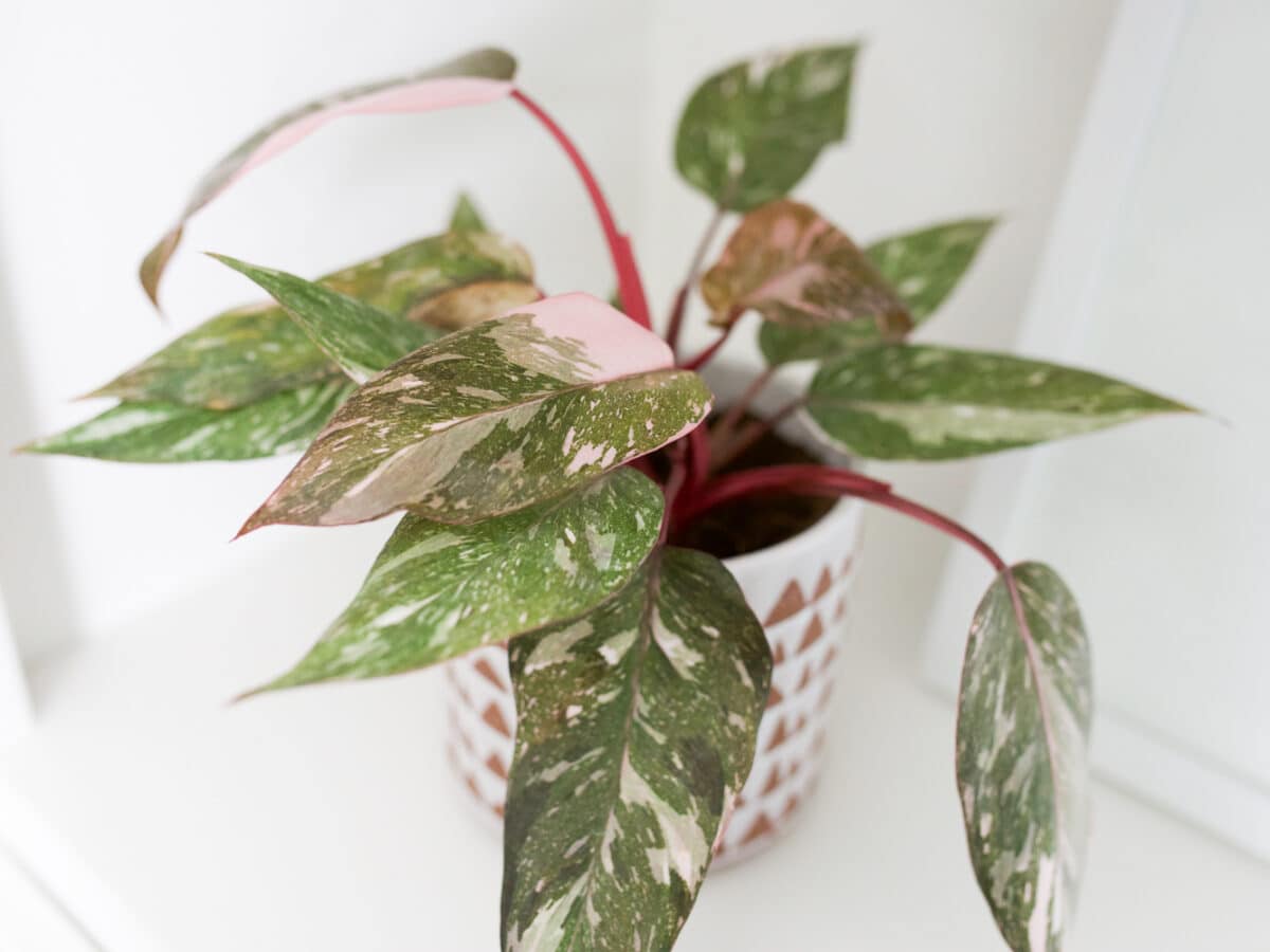 Philodendron Pink Princess in white and brown pot