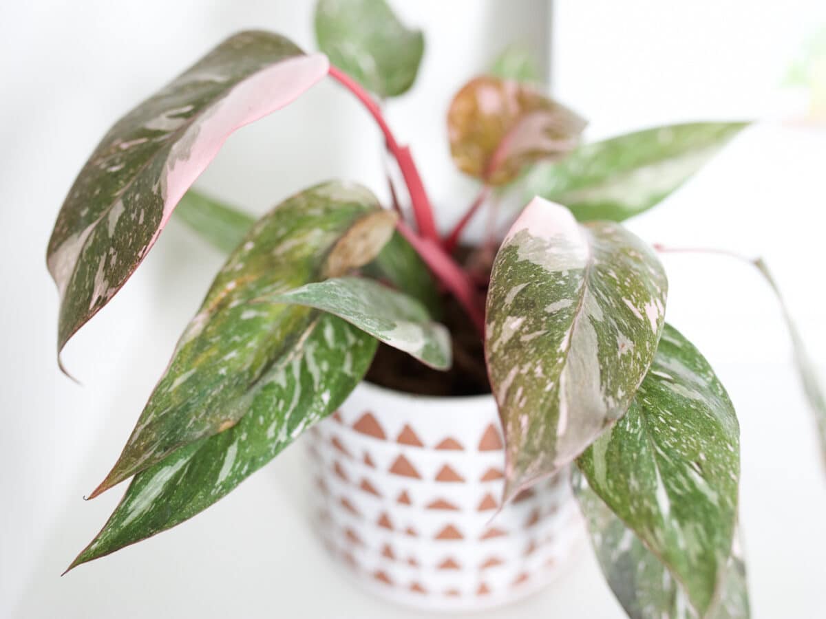 Philodendron Pink Princess in terracotta pot