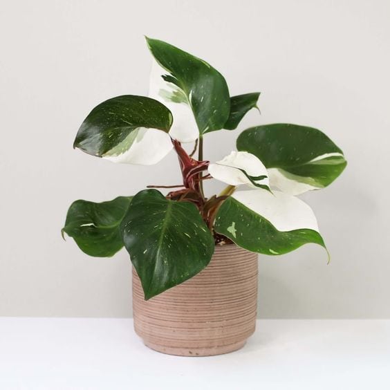 Philodendron White Knight