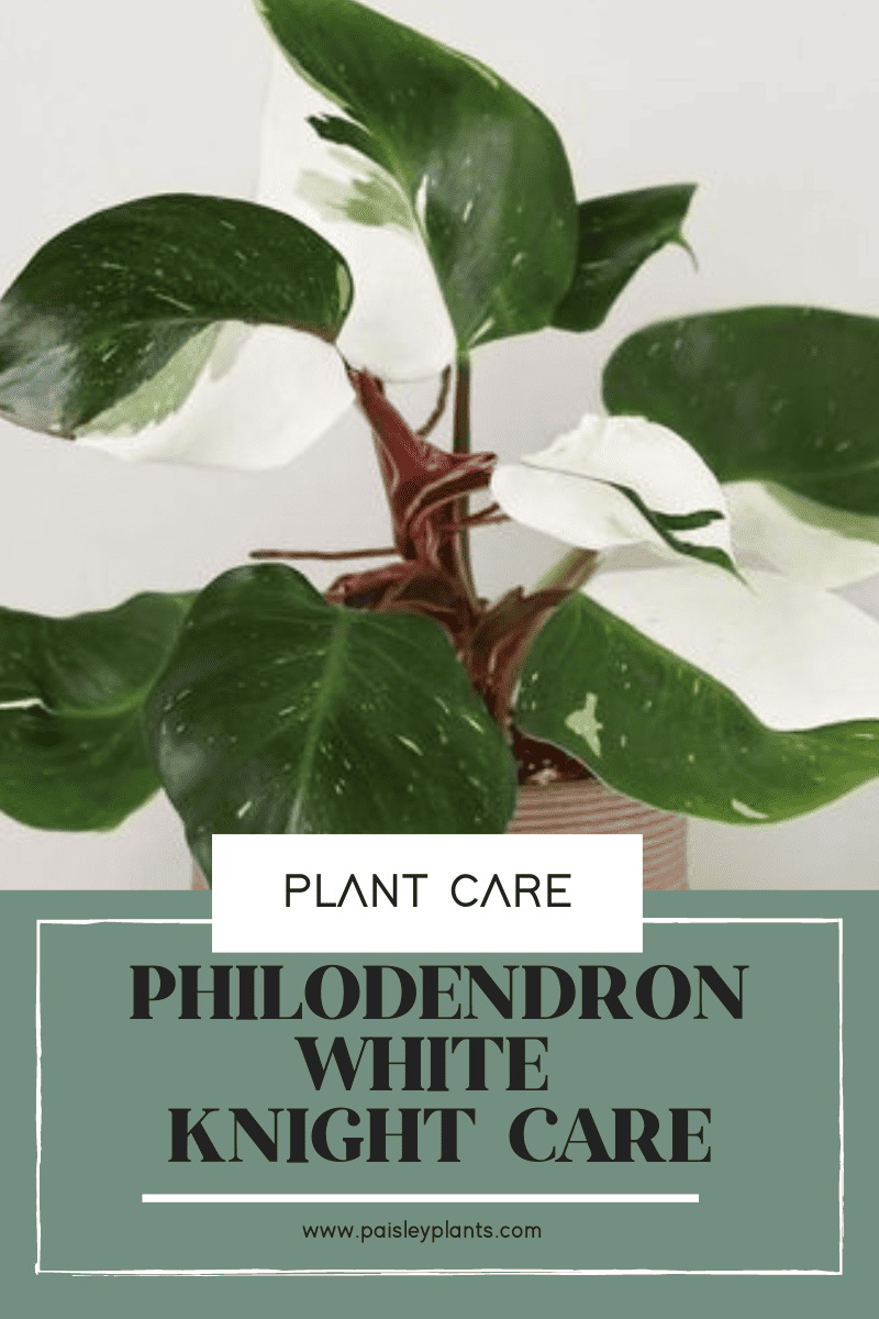 Philodendron White Knight Care and Growing Guide