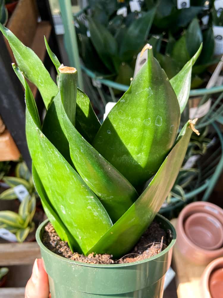 snake plant hahni black jade