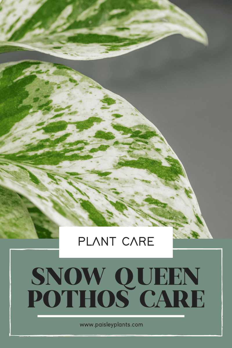snow queen pothos plant