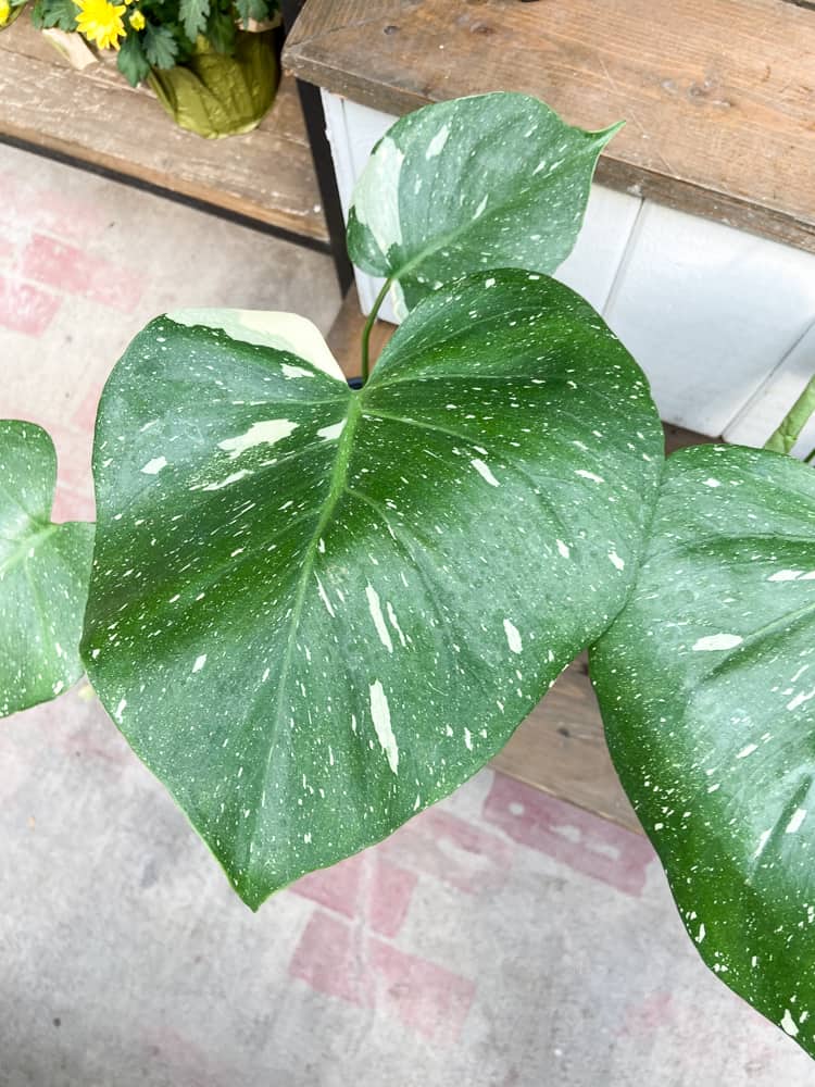 Thai Constellation Monstera