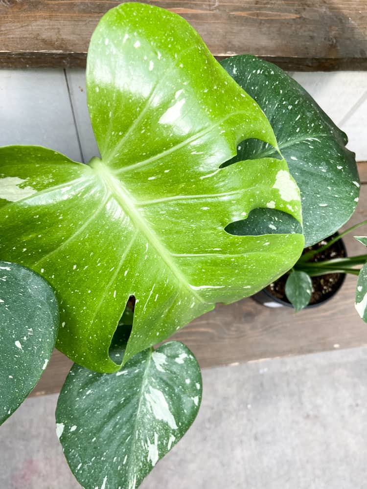 Thai Constellation Monstera