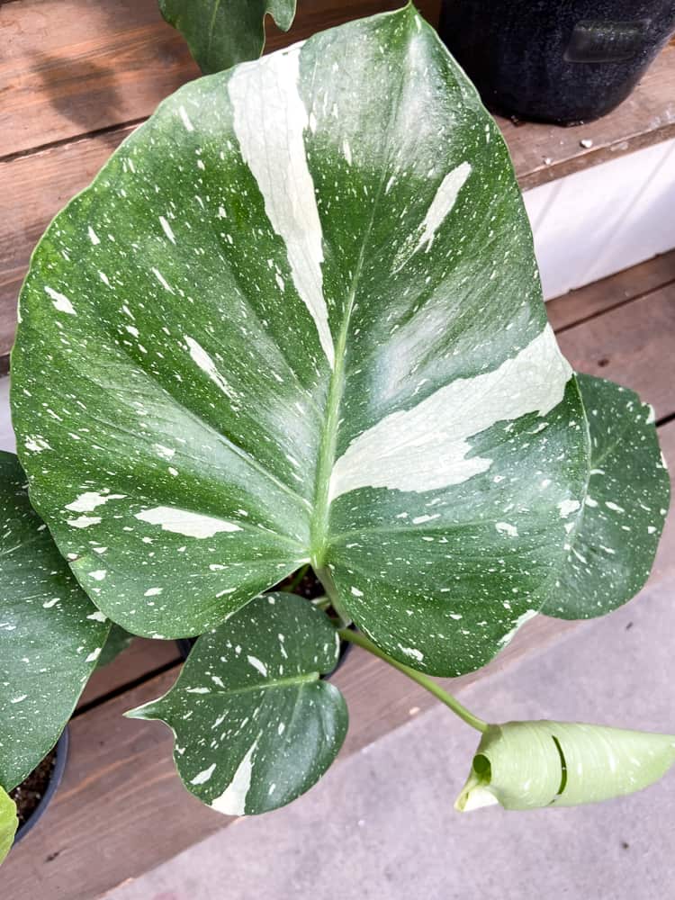 Thai Constellation Monstera