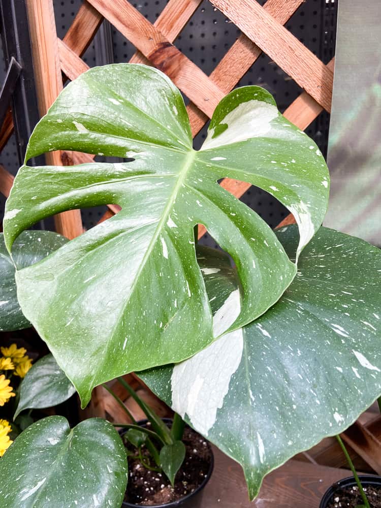 Thai Constellation Monstera