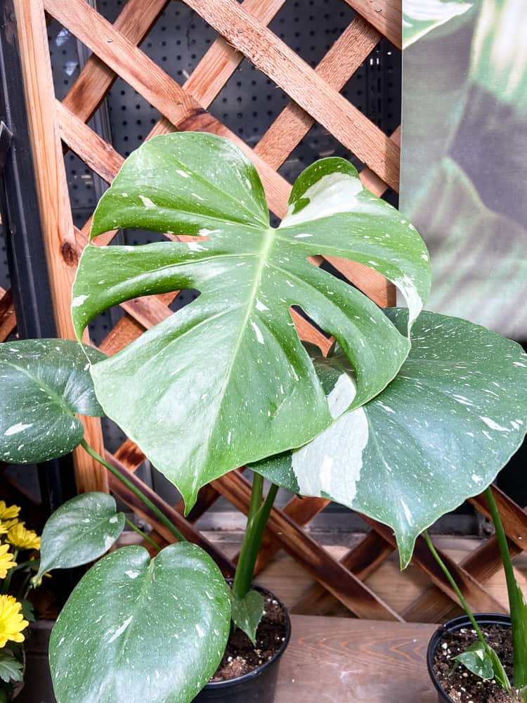 Thai Constellation Monstera